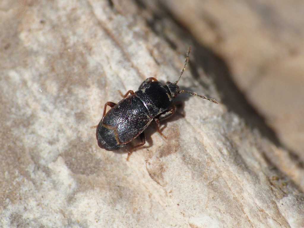 Lygaeidae: Plinthisus cf coracinus - Tolfa (RM)